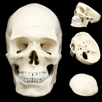 Galvaskausa Modeli Cilvēka Galvas Anatomijas Modelis Medicīnā Galvaskauss, Cilvēka Anatomijas Anatomija Vadītājs Studē Anatomijas Mācību materiāli