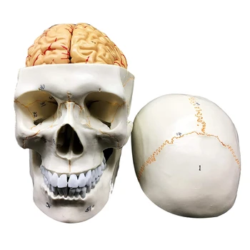 Cilvēka Galvaskauss Ar Smadzeņu Anatomijas Modelis 8-Daļa Dzīves Izmēra Anatomija Zinātnes Klasē Studiju Displejs Mācību Modelis