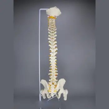 PVC 85CM Cilvēka Anatomijas Modelis Mugurkaula Elastīgu Mugurkaula Ar Kāju Kaulus apmācīttiesīgā