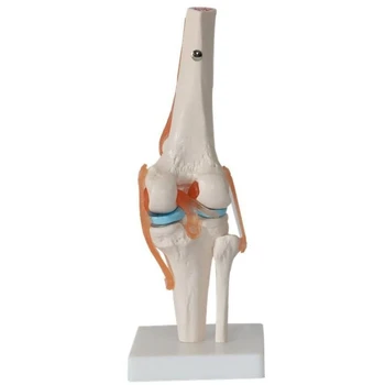 Ķermeņa Modeļa Cilvēka Ceļgala Locītavas Anatomija Modeli, Elastīgs Skelets Modelis Ar Funkcionālās Saites Un Mācību Bāzes Modeļi