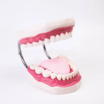 Zobu mācību modeli, bērnudārzu, mācību suku modelis 6 reižu palielinājumu pirmsskolas izglītības zobu rotaļlietas