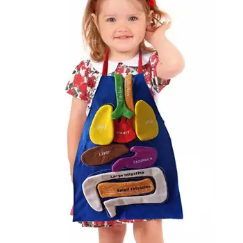 Orgānu Priekšauts Cilvēku Orgānu Modelis Izglītības Orgānu Plīša Rotaļlietas Zinātnes Mācību Komplekti Bērniem Mājas Skolas Mācību Līdzekļi