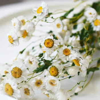 20 izriet Dabas sausie Ziedi Mini Daisy Pušķis Sauso Ziedu Ziedēšanas Kāzu Centerpieces Amatu Mājas Apdare